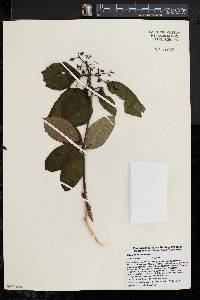 Viburnum cassinoides image