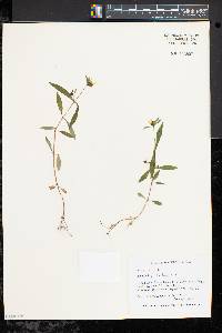 Bidens connata image