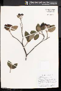 Viburnum cassinoides image