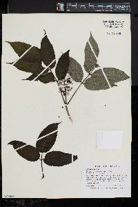 Sambucus racemosa subsp. kamtschatica image