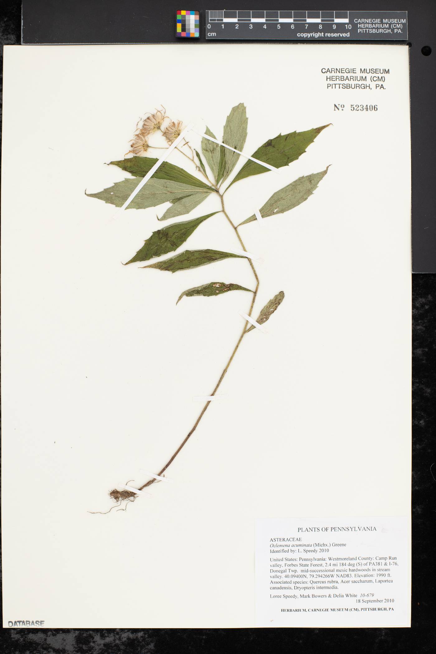 Oclemena acuminata image