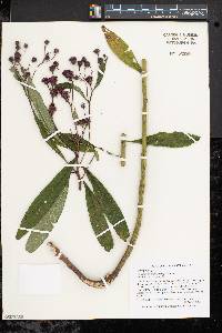 Vernonia noveboracensis image