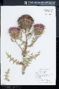 Cirsium pumilum image