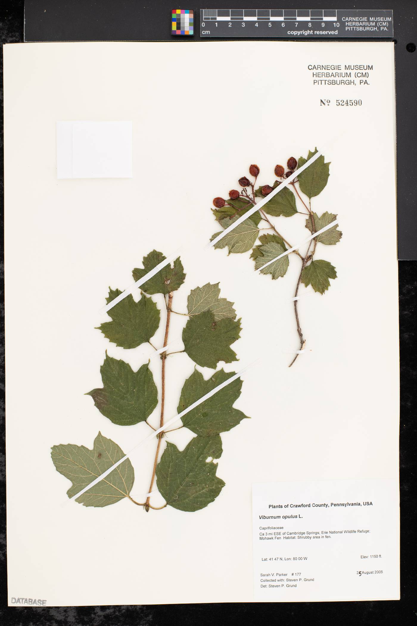 Viburnum opulus var. opulus image