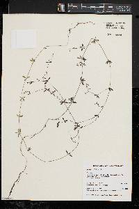 Galium palustre image