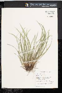 Carex jamesii image