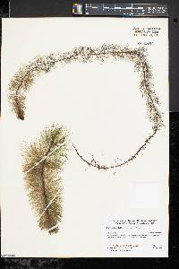Myriophyllum heterophyllum image