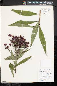 Vernonia noveboracensis image