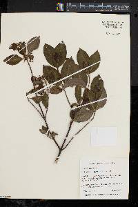 Viburnum cassinoides image