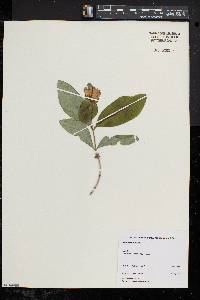 Lonicera dioica image