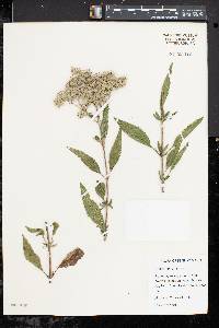 Eupatorium altissimum image