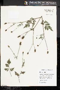 Bidens bipinnata image