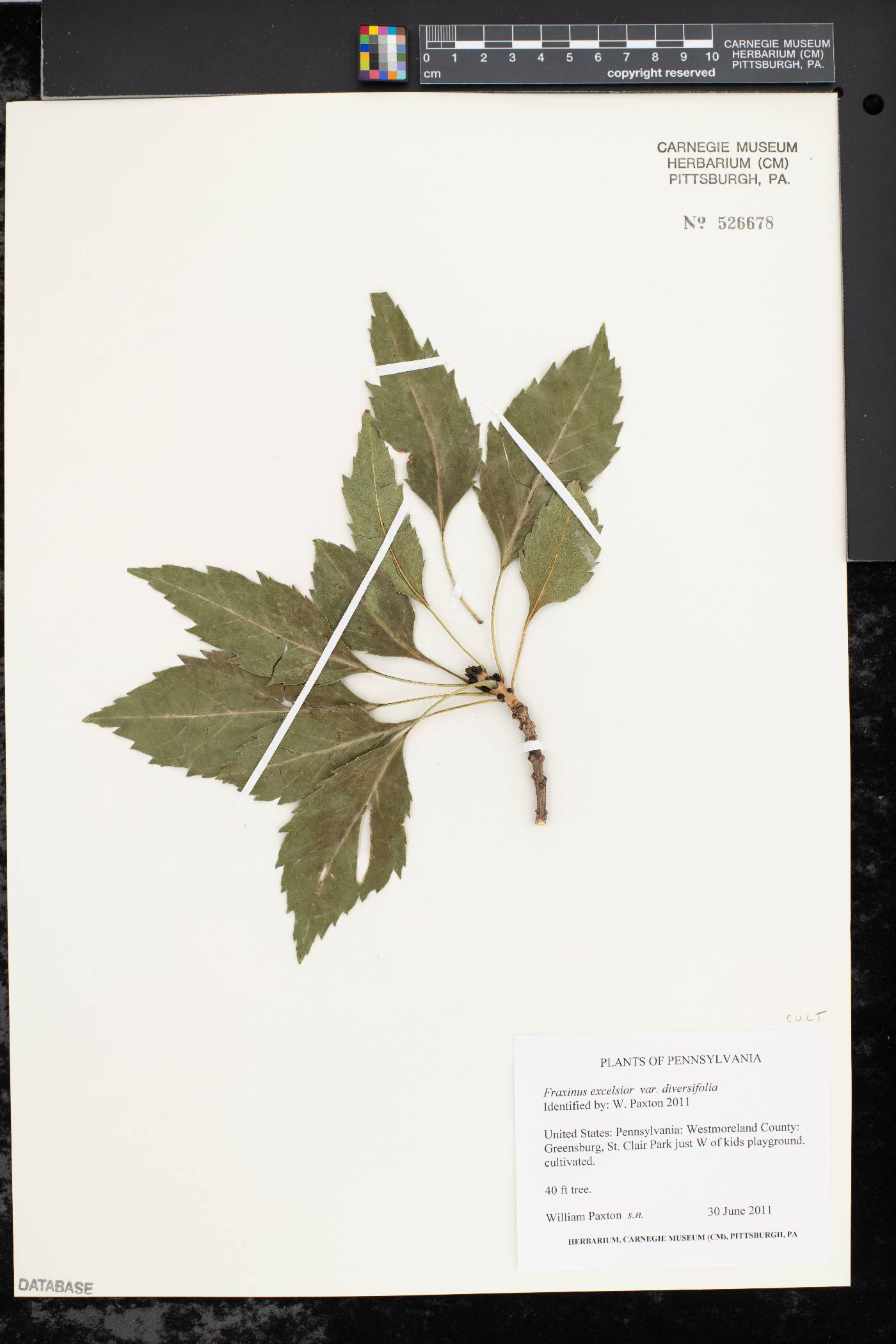 Fraxinus excelsior image