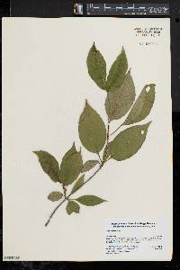 Viburnum lentago image