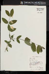 Lonicera morrowii image