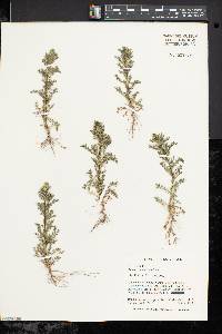 Matricaria discoidea image