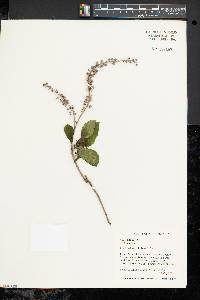 Clethra alnifolia image