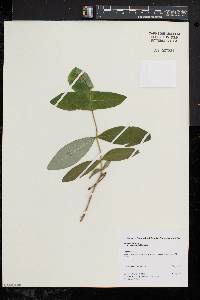 Lonicera dioica image