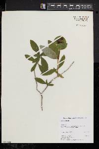 Lonicera dioica image