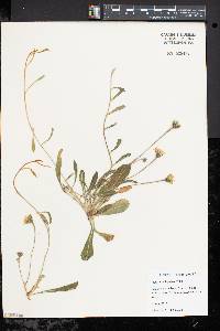 Hieracium × flagellare image