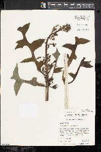 Lactuca biennis image