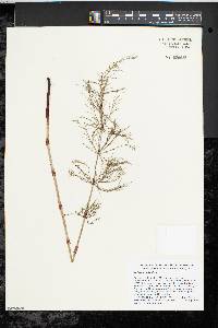 Equisetum sylvaticum image