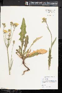 Sonchus arvensis image