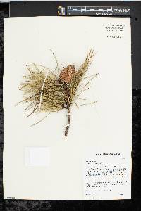 Pinus pungens image