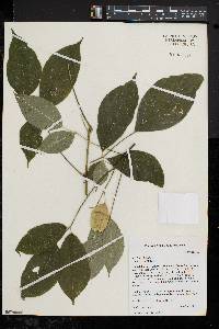 Staphylea trifolia image