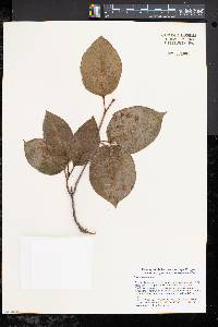 Viburnum lentago image