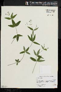 Galium latifolium image