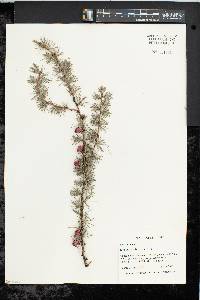 Larix laricina image