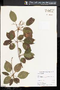 Viburnum lentago image