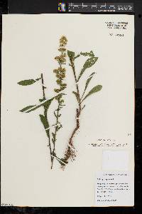 Solidago puberula image