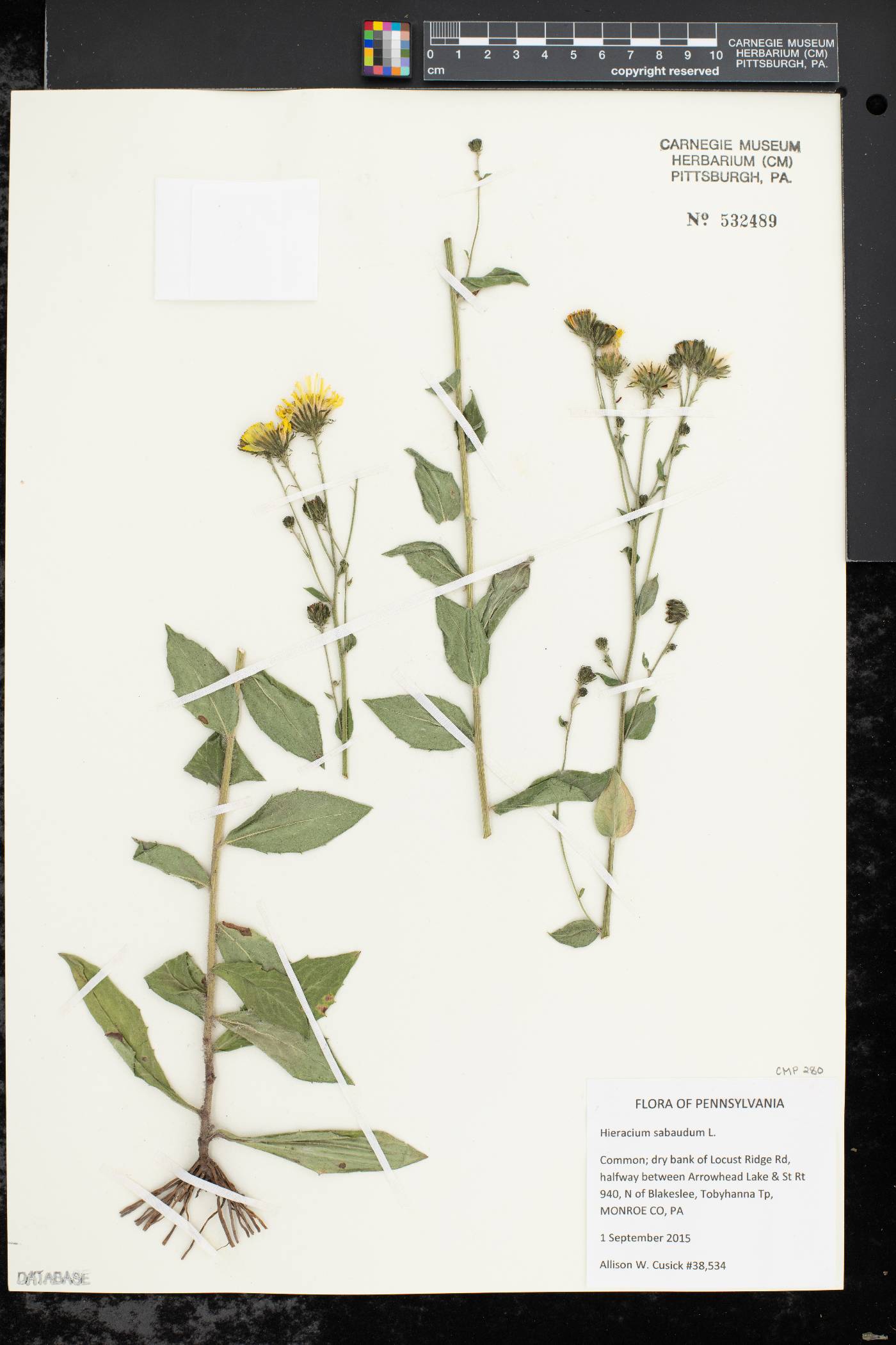 Hieracium sabaudum image