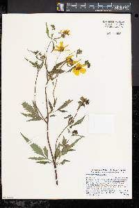 Bidens polylepis image