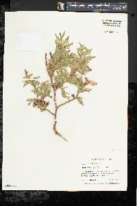 Thuja occidentalis image