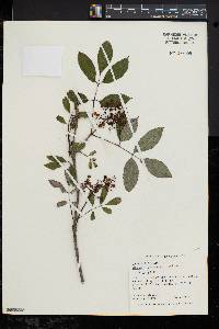 Sambucus racemosa subsp. racemosa image