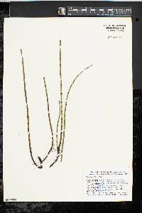 Equisetum fluviatile image