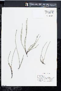 Equisetum variegatum image