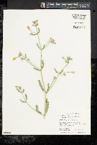 Kallstroemia grandiflora image