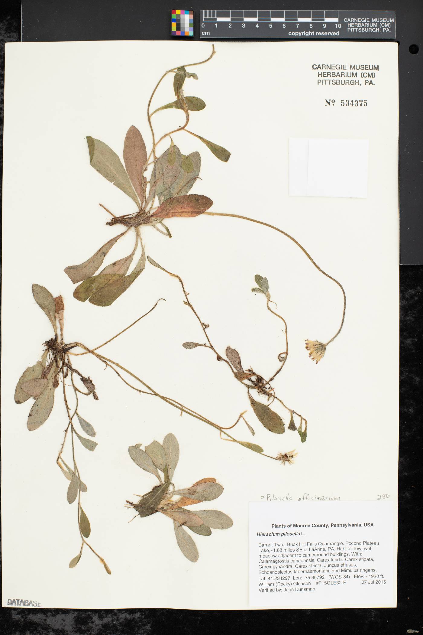 Hieracium pilosella image
