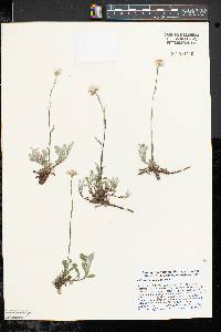 Antennaria virginica image