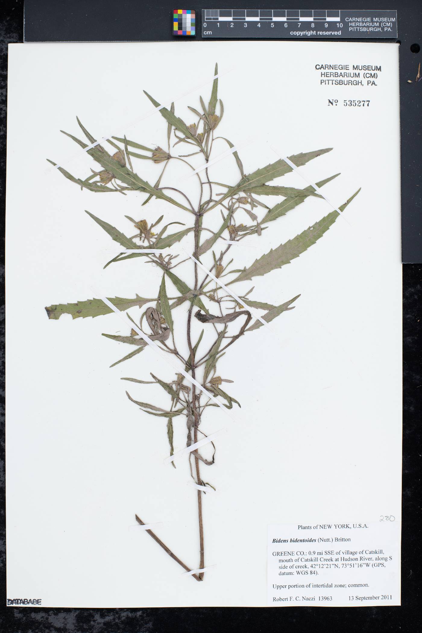 Bidens bidentoides image