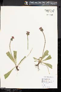 Hieracium aurantiacum image