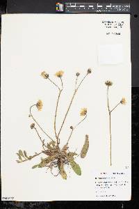 Hieracium × flagellare image