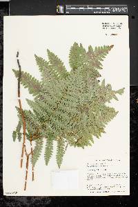 Pteridium aquilinum var. latiusculum image