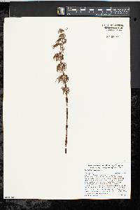 Equisetum sylvaticum image