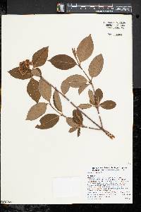 Viburnum cassinoides image