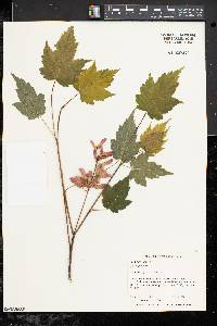 Acer spicatum image